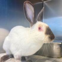 Thumbnail photo of Humperdink #1