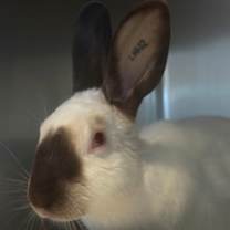 Thumbnail photo of Humperdink #3