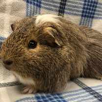 Thumbnail photo of Poe #2