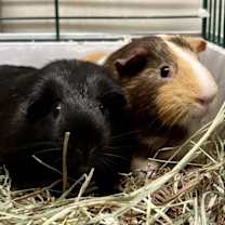 Thumbnail photo of S'Mores And Shiny #3