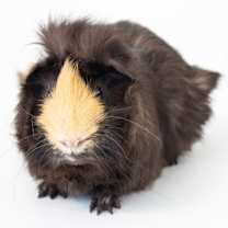 Thumbnail photo of Freddy #2