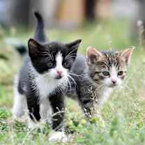 Thumbnail photo of TEST181224Bird1 #1