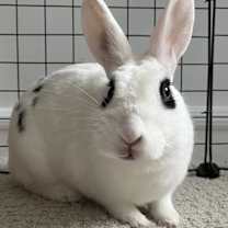 Thumbnail photo of Marshmallow #1