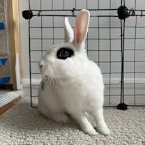 Thumbnail photo of Marshmallow #2