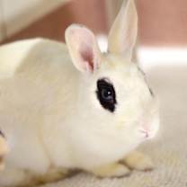 Thumbnail photo of Marshmallow #3