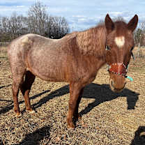 Thumbnail photo of OB #4