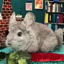 Thumbnail photo of Poro #1