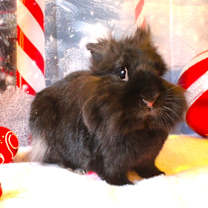 Thumbnail photo of Stewie #1