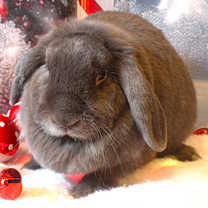 Thumbnail photo of Apple #1