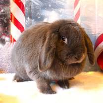 Thumbnail photo of Apple #2