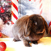 Thumbnail photo of Apple #3