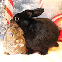 Thumbnail photo of Butters & Toast #3