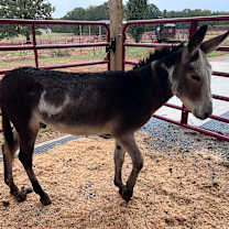 Thumbnail photo of Phantom #2