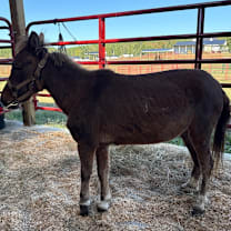 Thumbnail photo of Lulu #4