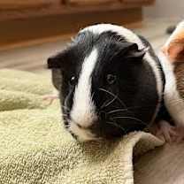 Thumbnail photo of Lola #1