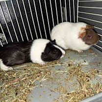 Thumbnail photo of Bella #3