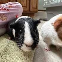 Thumbnail photo of Lola #4