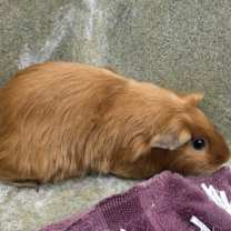 Thumbnail photo of Coco #1