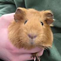 Thumbnail photo of Coco #2