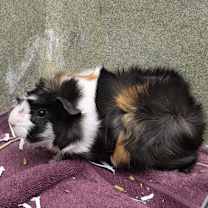 Thumbnail photo of Storm #3