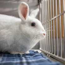 Thumbnail photo of Annie #1