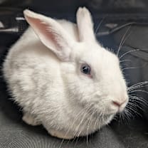 Thumbnail photo of Annie #2