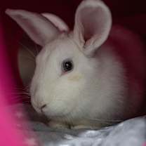 Thumbnail photo of Annie #3