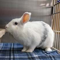 Thumbnail photo of Annie #4