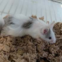 Thumbnail photo of Daisy #1