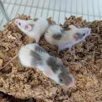 Thumbnail photo of Daisy #2