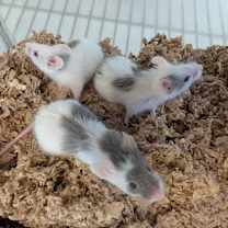 Thumbnail photo of Rosie #2