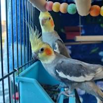 Thumbnail photo of Ditty with Dew #1