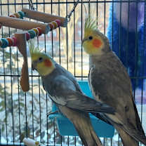 Thumbnail photo of Ditty with Dew #2