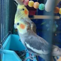 Thumbnail photo of Ditty with Dew #3