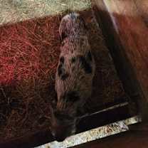 Thumbnail photo of Pumba #2