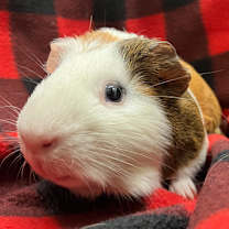 Thumbnail photo of Ernest #1