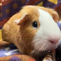 Thumbnail photo of Baylor #1