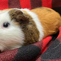 Thumbnail photo of Ernest #2