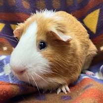 Thumbnail photo of Baylor #2