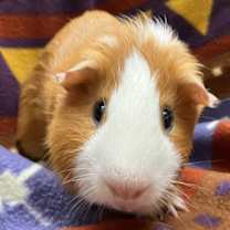 Thumbnail photo of Baylor #3