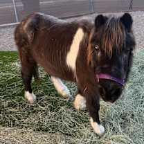 Thumbnail photo of Magnolia #1