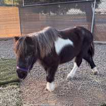 Thumbnail photo of Magnolia #2