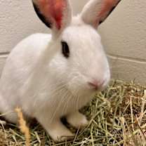 Thumbnail photo of *Adam* #1