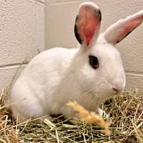 Thumbnail photo of *Adam* #2