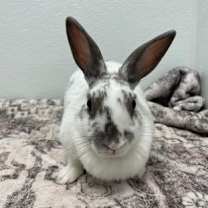 Thumbnail photo of Avana #1