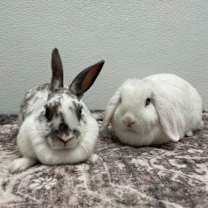 Thumbnail photo of Penny #2