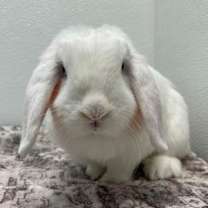 Thumbnail photo of Penny #3