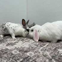 Thumbnail photo of Avana #2