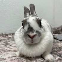 Thumbnail photo of Avana #3