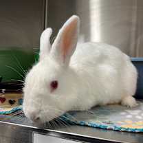 Thumbnail photo of Casper #2